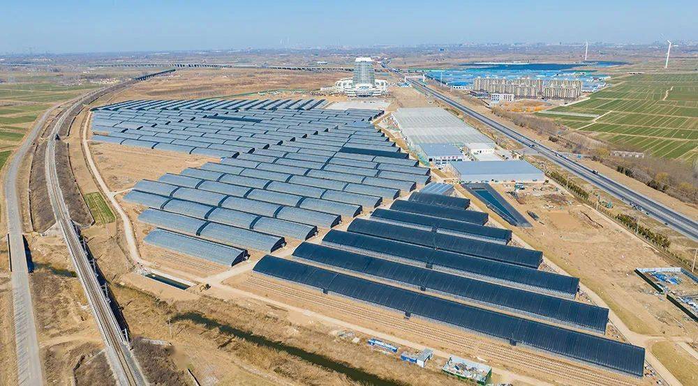 齐鲁正能量农业装上智慧脑德州市平原县亮出科技范