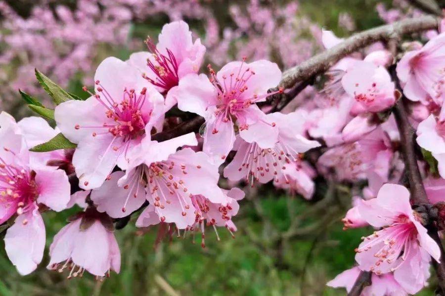 寻春趣永安上坪第四届竹海桃花节来了