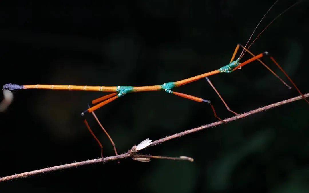 广西清明放假十一天打工人实名羡慕了