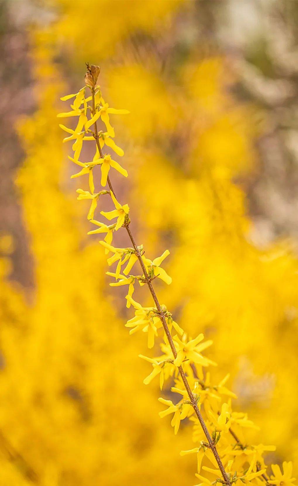 赶紧收藏潍坊赏花地图plus版本来了
