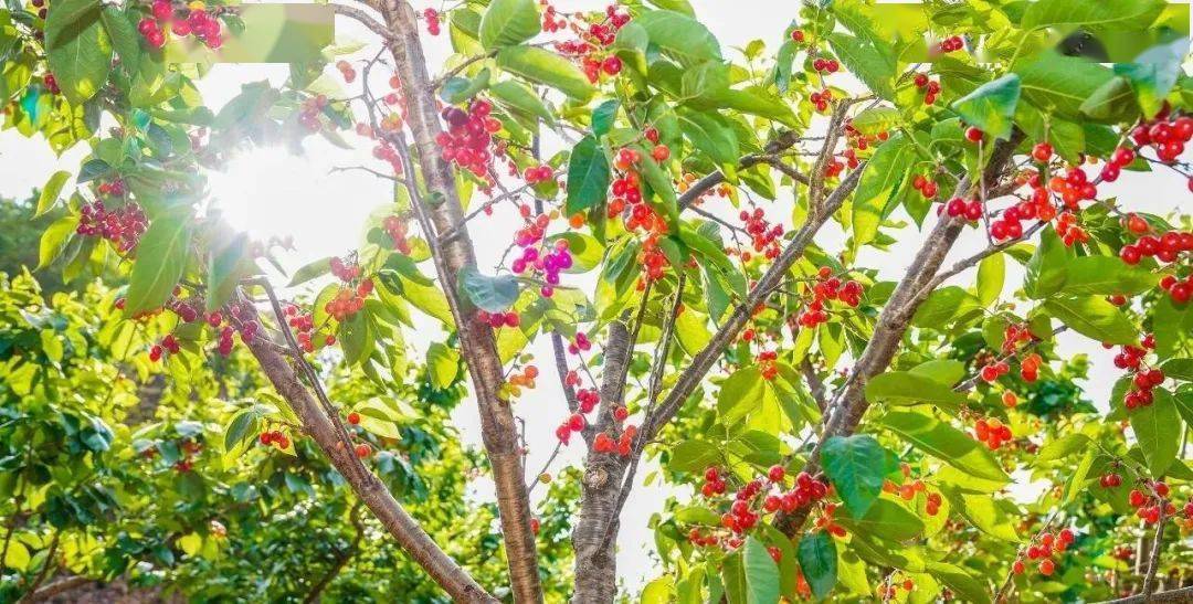 攀枝花的恩桃儿熟了价格是