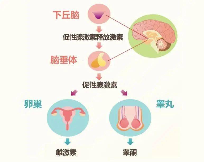 人体内控制生殖系统发育的,是下丘脑