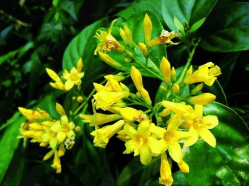 一面天使一面魔鬼的它