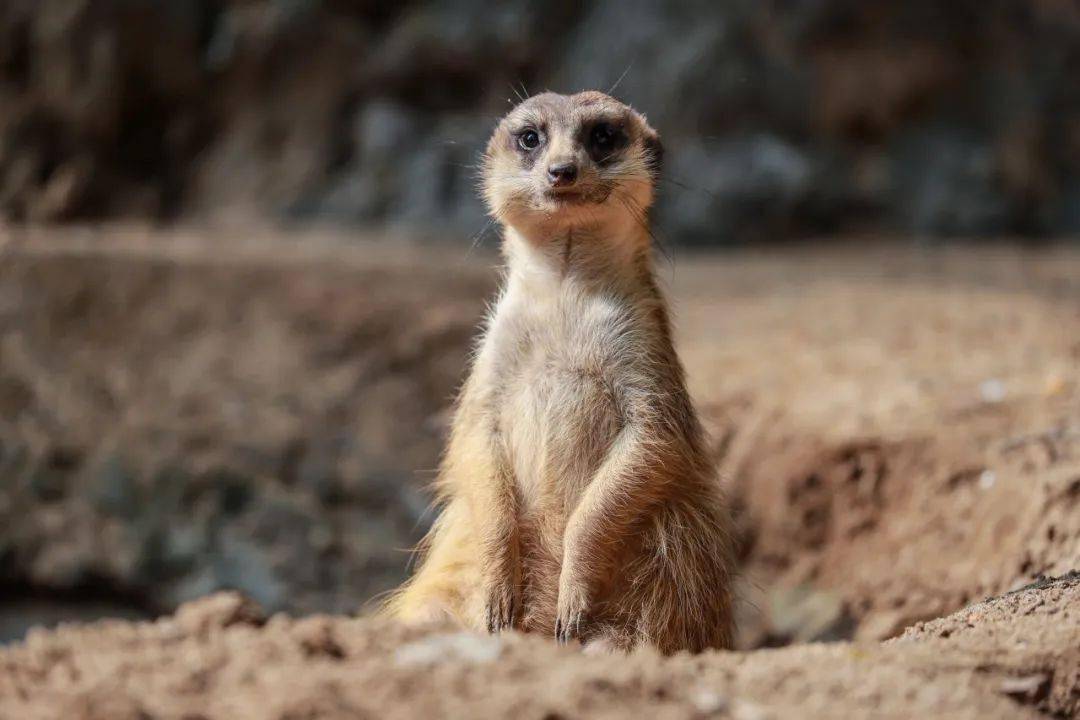 丁满是什么动物?