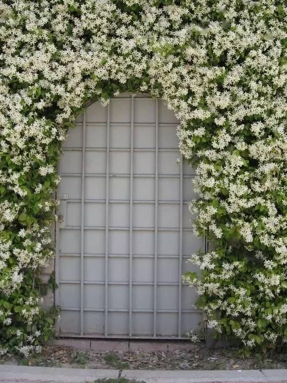 品种_花儿_方式