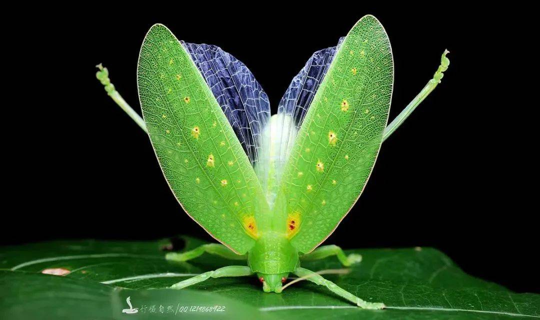 广西弄岗保护区首次记录到虎舌兰属"幽灵兰花"#广西弄岗发现植物新种