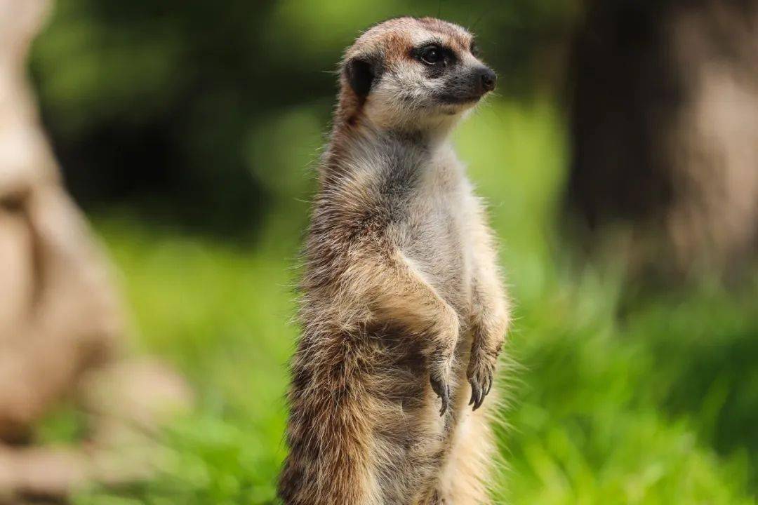 丁满是什么动物