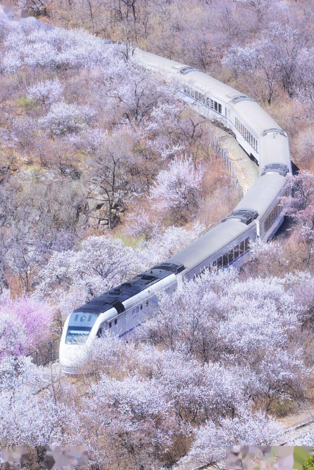 北京"开往春天的列车"又来了!一路繁花相送,带你穿越梦幻花海