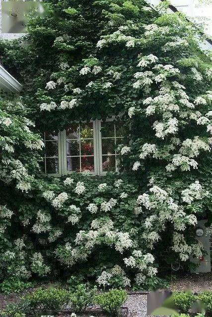 像一个个绣球长成一串串的了!让我惊奇不已!