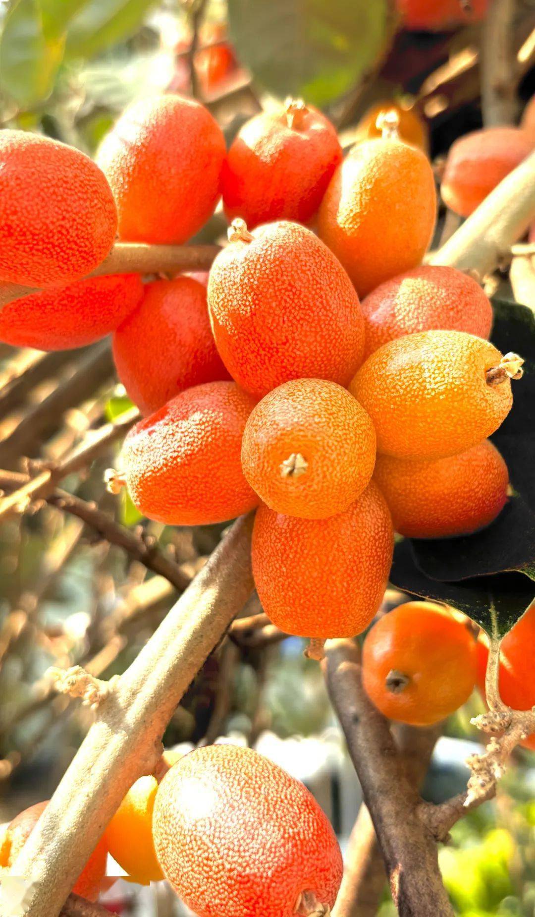 这不起眼的小果凭啥在春天红爆德宏