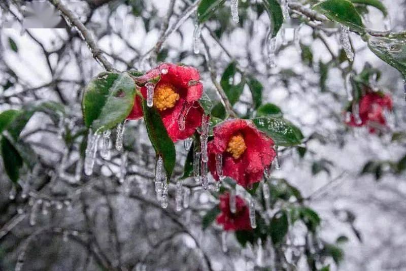 林清玄山茶花图片