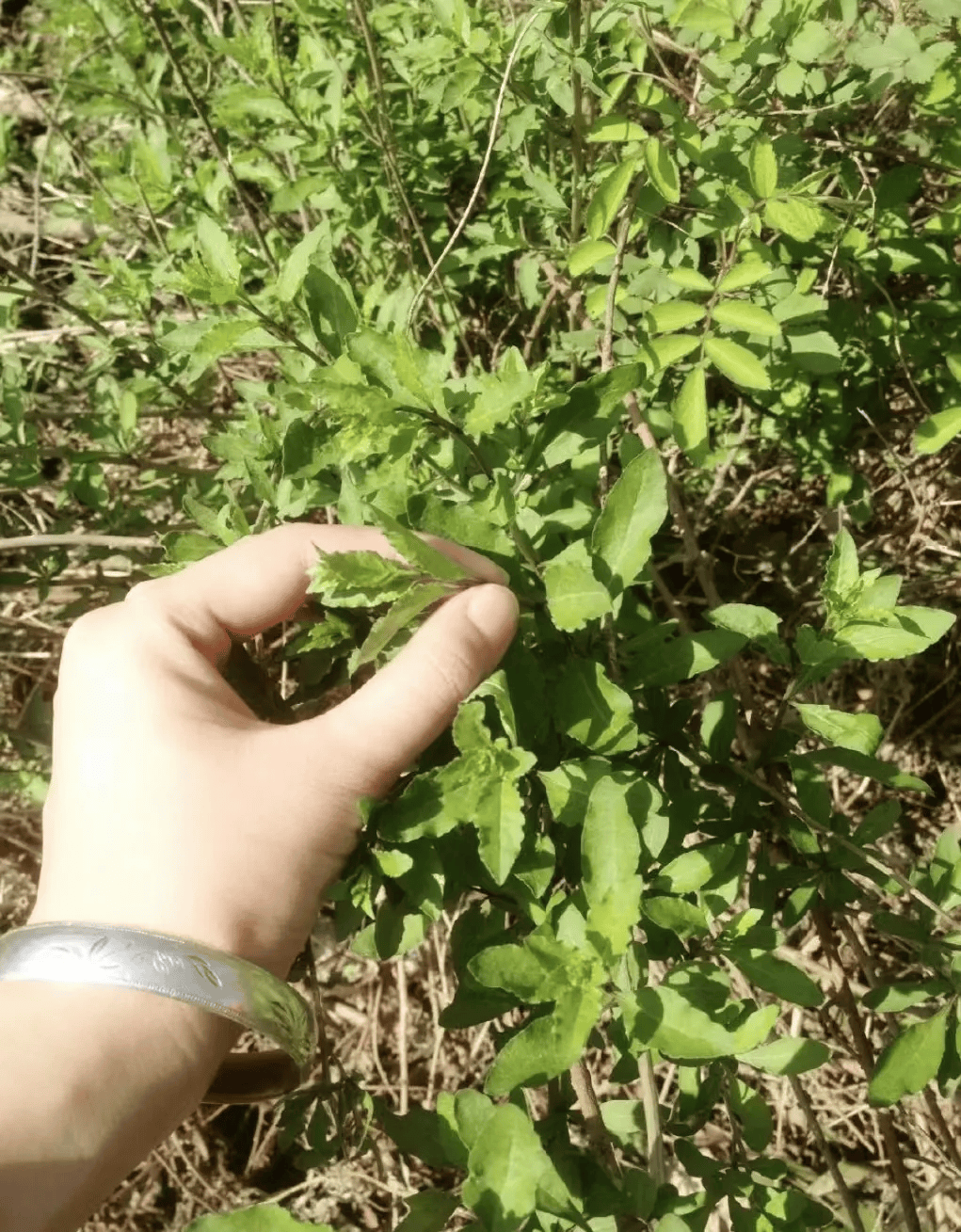 天津地华图片