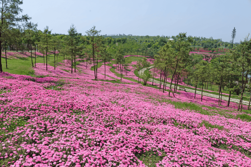 绘成了粉春节的底色上千株春樱花,200万株美女樱给您一个粉红色的春天