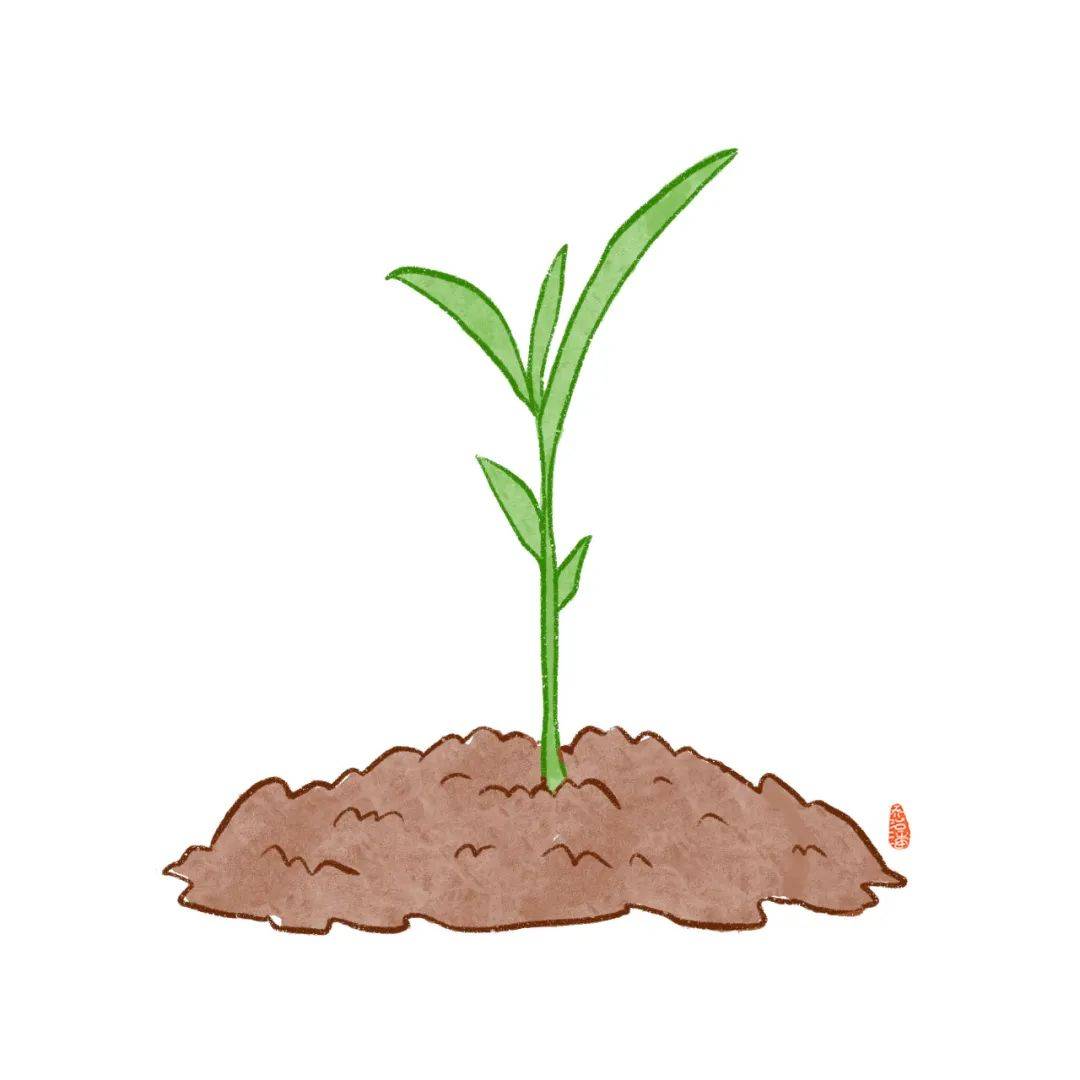 播种前我是一粒米大朋友小朋友们我是一粒种子水稻生长图鉴了解一粒米