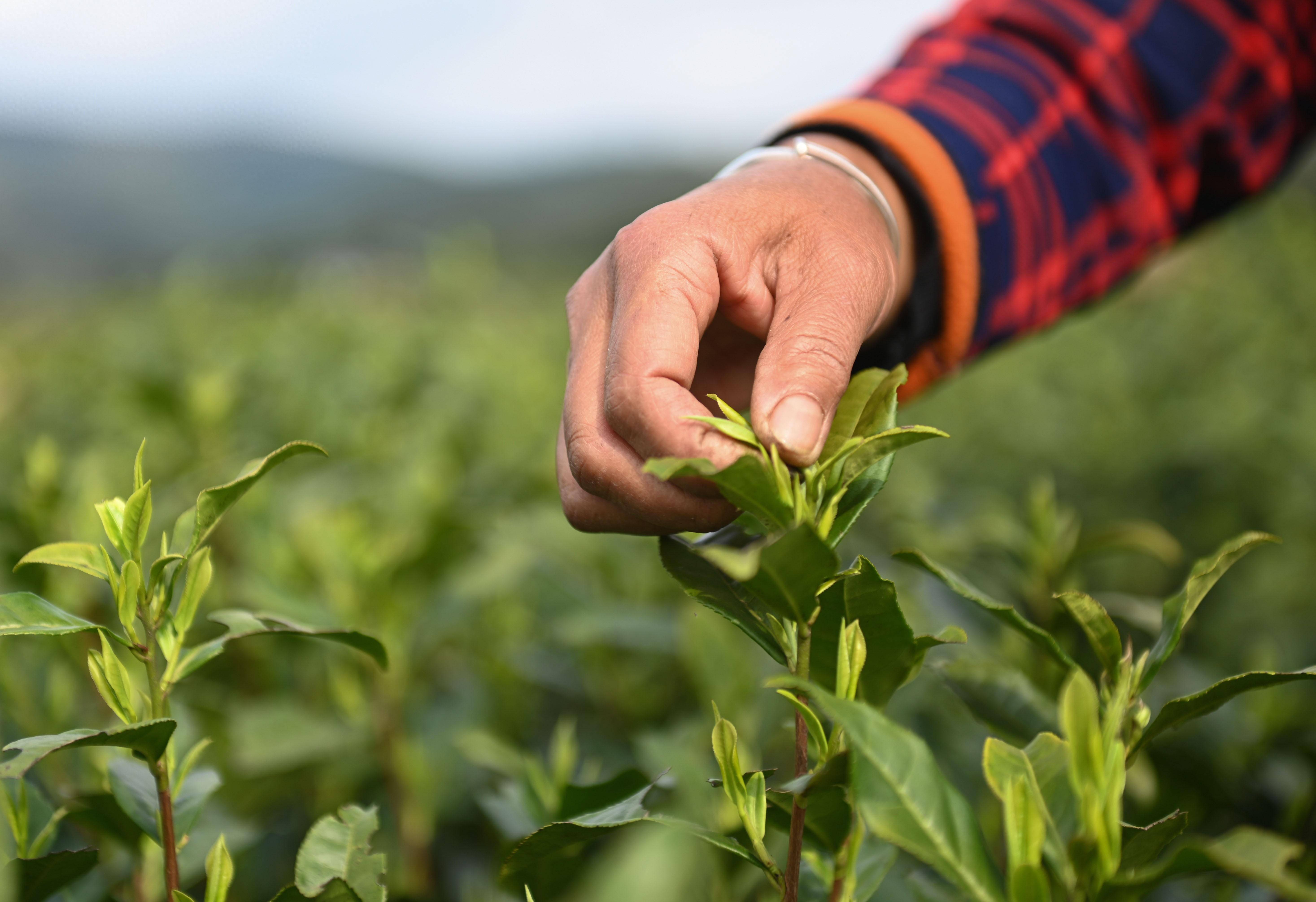 (谢慧芳摄)3月26日,茶农在贵州省安顺市西秀区双堡镇银山茶场采摘春茶