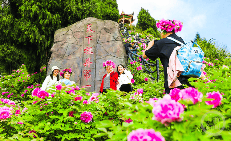 牡丹园里牡丹开 游人如织赏花来