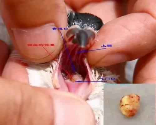 信鸽毛滴虫预防,辨别,治疗图文详解(文末福利)_滴虫病_口腔_鸽子