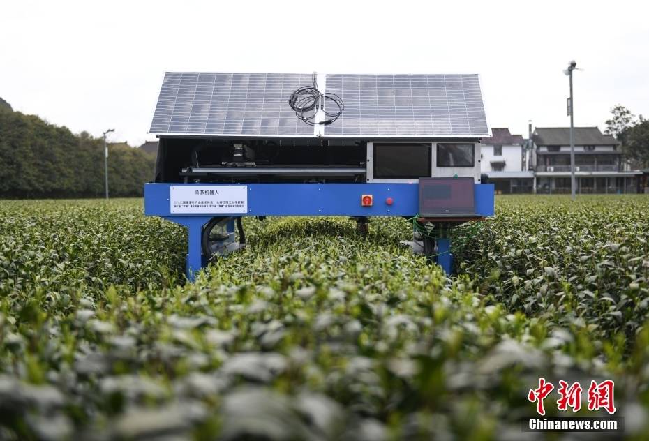 浙江杭州:"ai智能采茶工"采摘明前西湖龙井茶_机器人_新茶_王刚