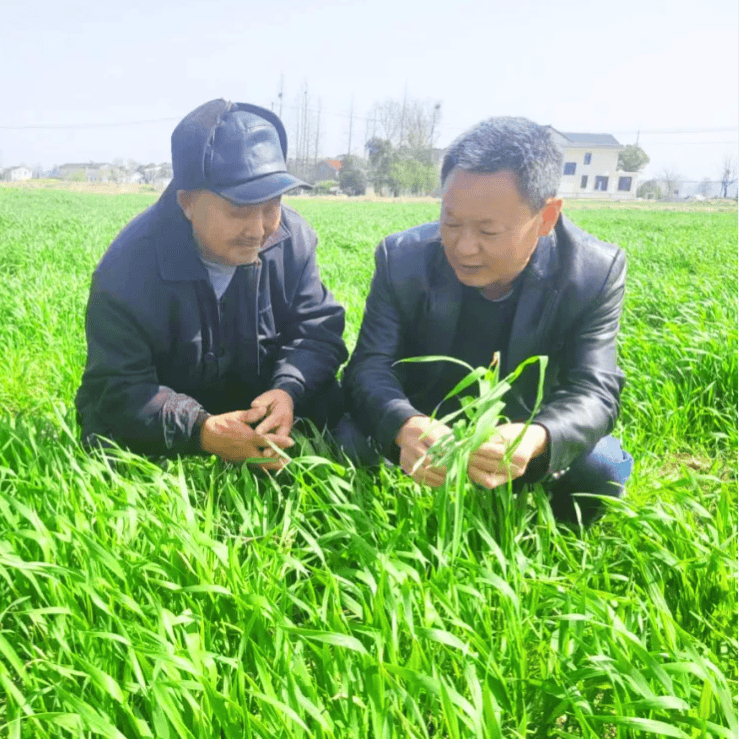 庐江县全力以赴稳春播面积保夏粮丰收