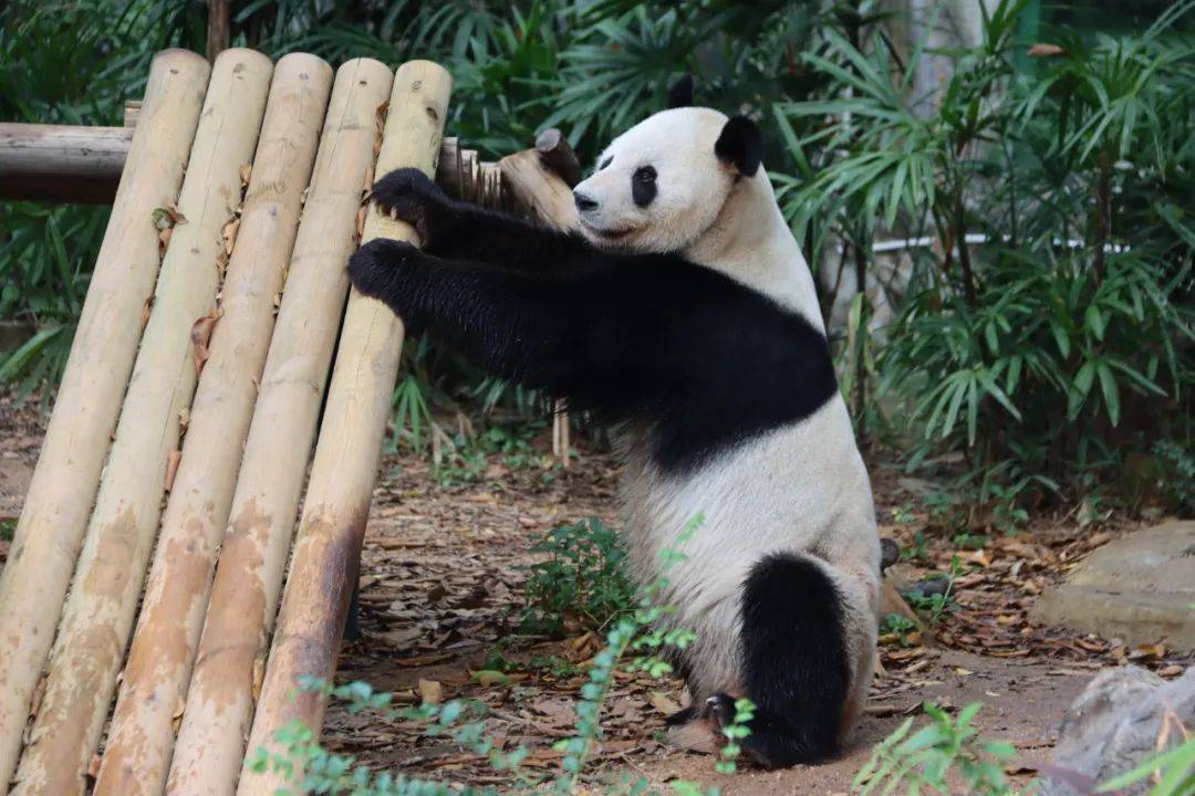 一票即可畅游动物世界和环球世界,快囤!