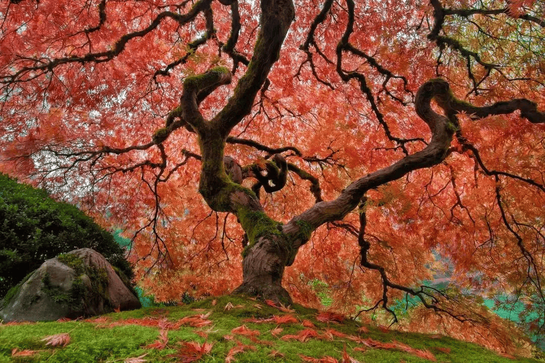 枫树迷