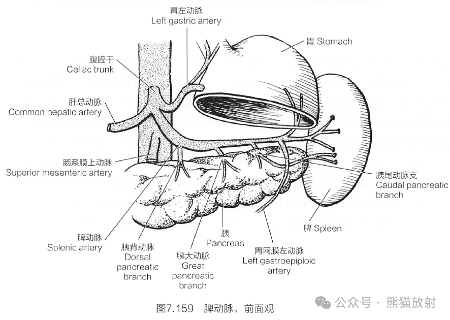 腹主动脉分支解剖图图片