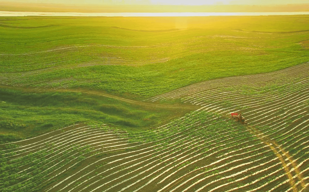 征集中国巴彦淖尔天赋河套美丽葵乡第五届全国向日葵摄影展
