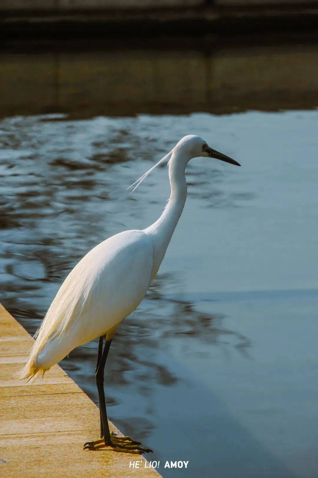 春日踏青新乐趣!厦门上演万鸟齐飞大片!附观鸟地图_白鹭_公园_鸟类