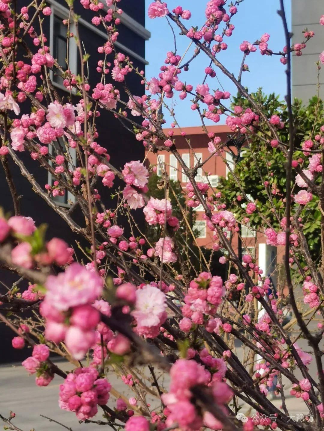 淮阳中学校花图片