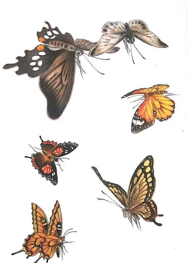 一组蝴蝶工笔画白描素材,太美了!