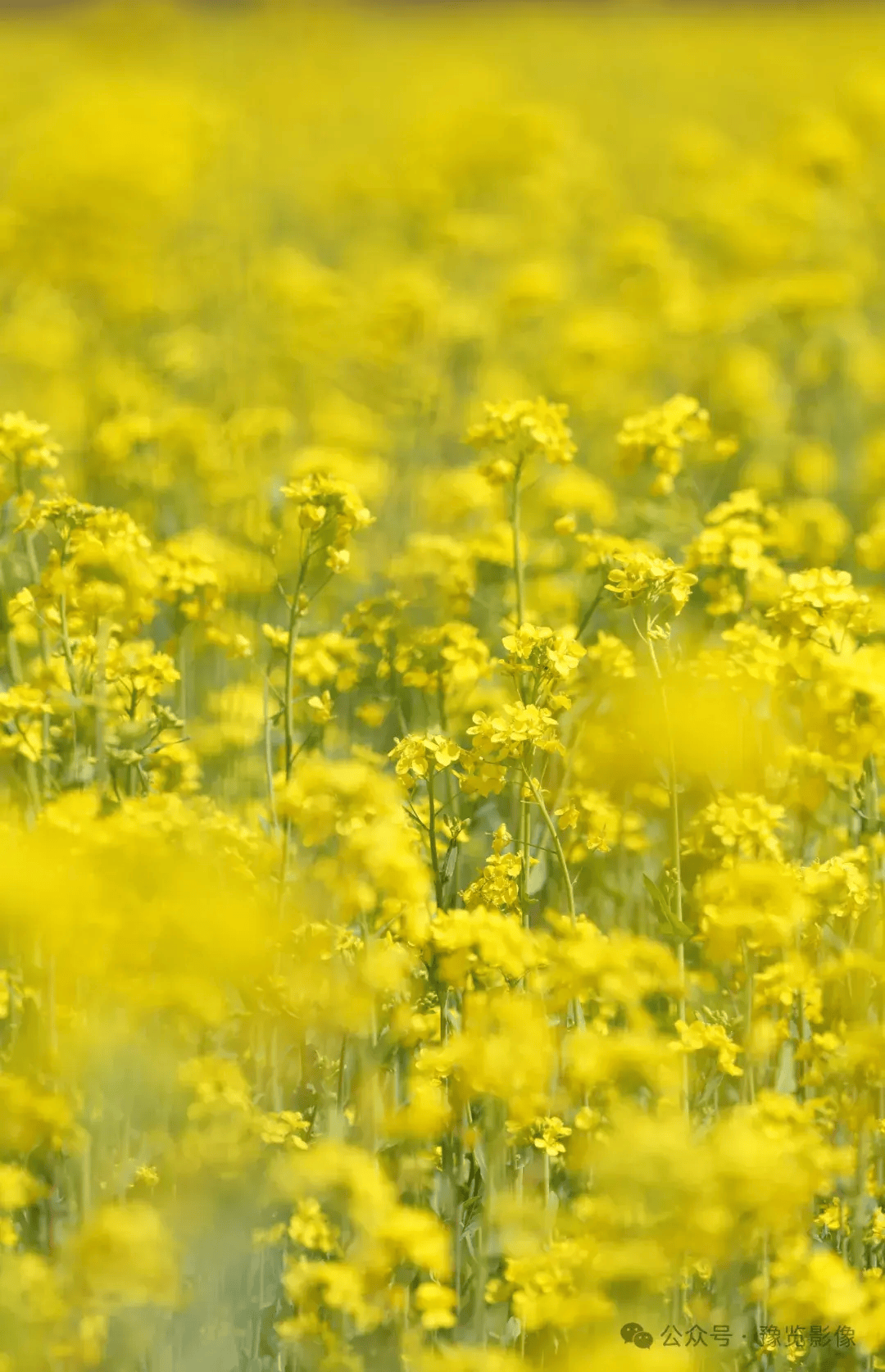 和风荡漾菜花黄 郑州赏油菜花指南请收好