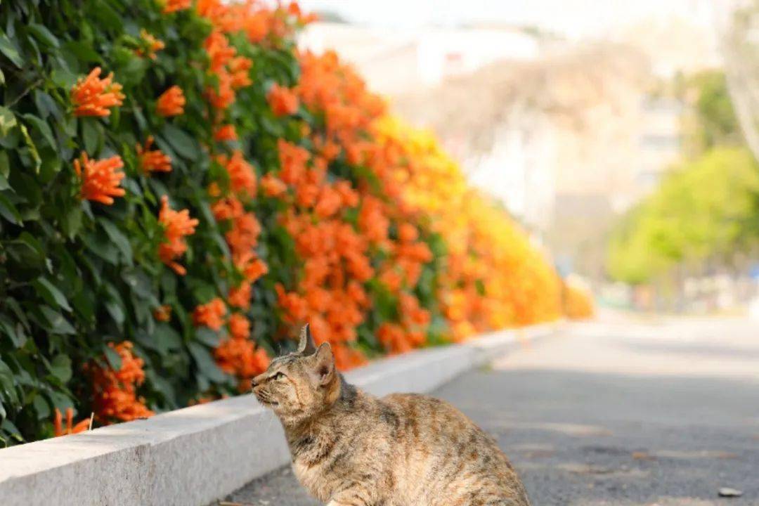 颜值爆表福建高校校花曝光