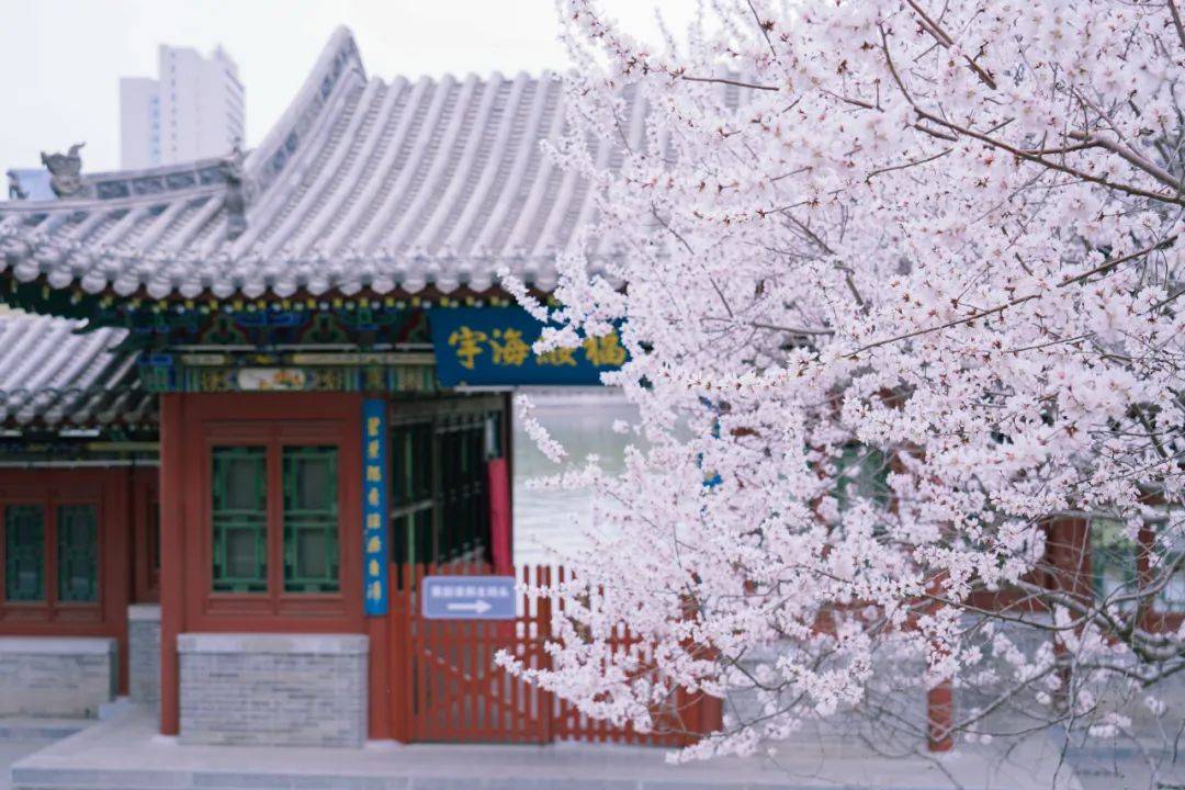 龙潭公园,玉泉山等海棠花龙潭公园,太原街道旁,杏林七条,山西医科大学