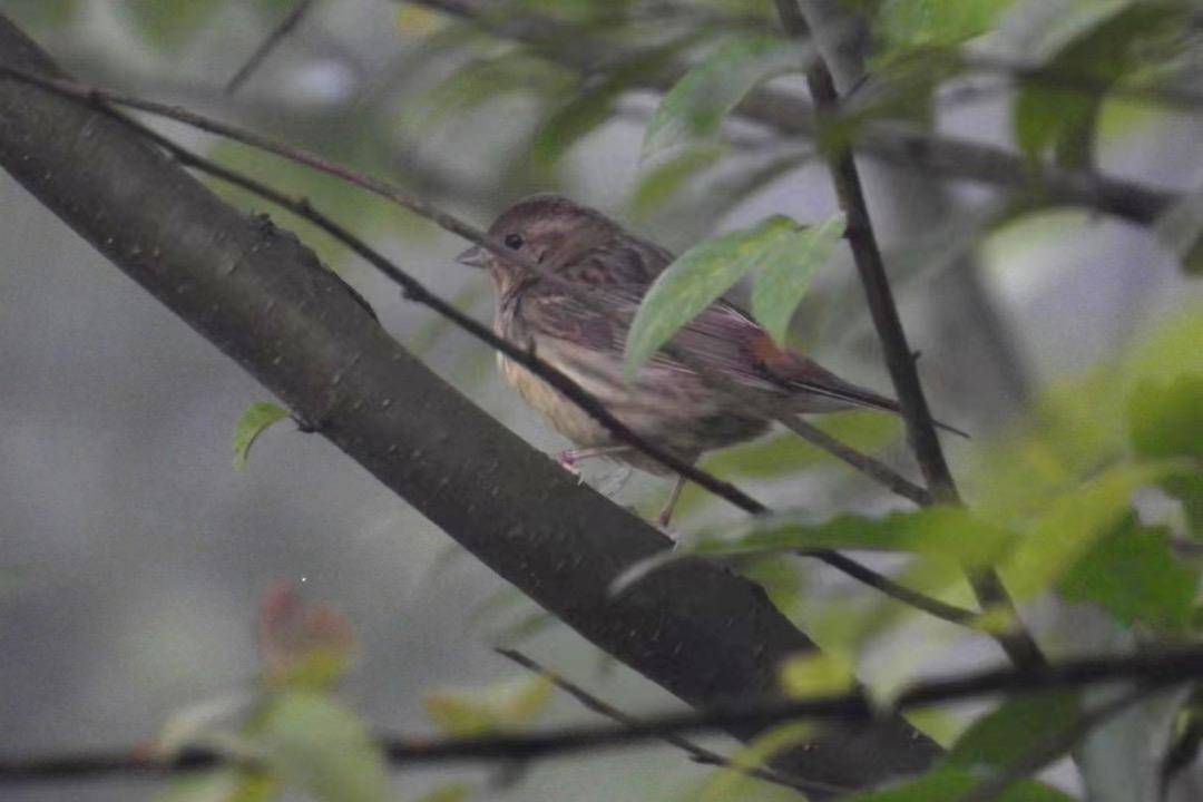 新增成都鸟类共计577种