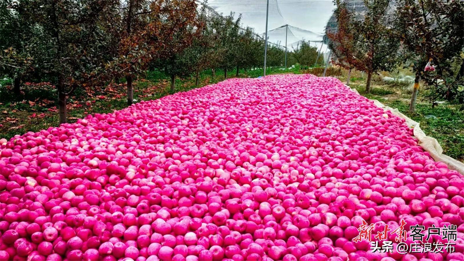 庄浪生态富民路越走越宽