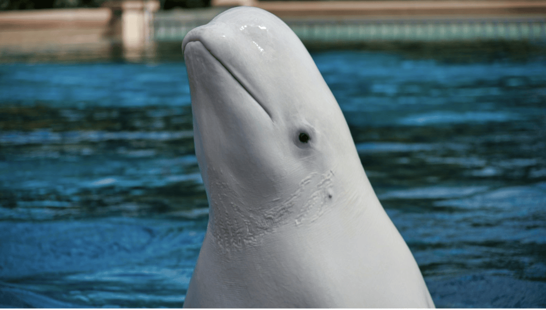 深海水族馆白鲸图片