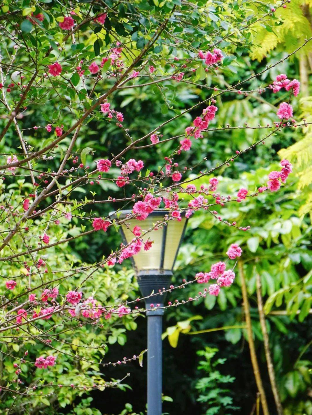 颜值爆表福建高校校花曝光