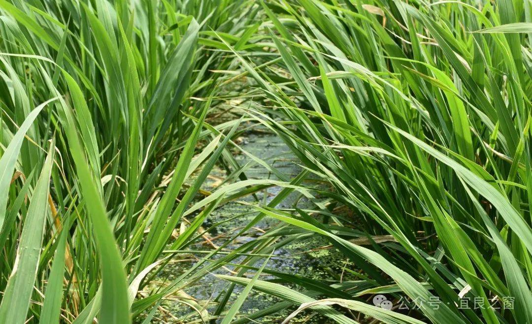 乡村振兴宜良县头茬茭白争鲜上市