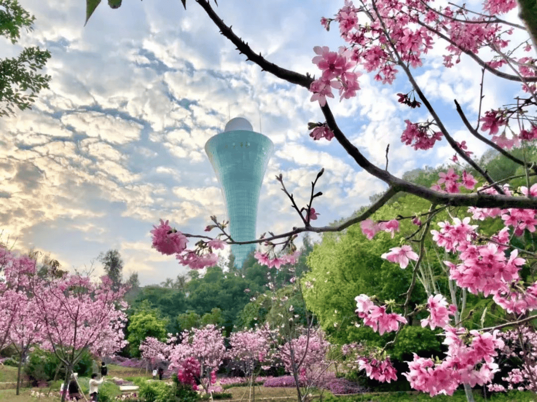 这个季节太适合……_厦门_樱花_北辰山
