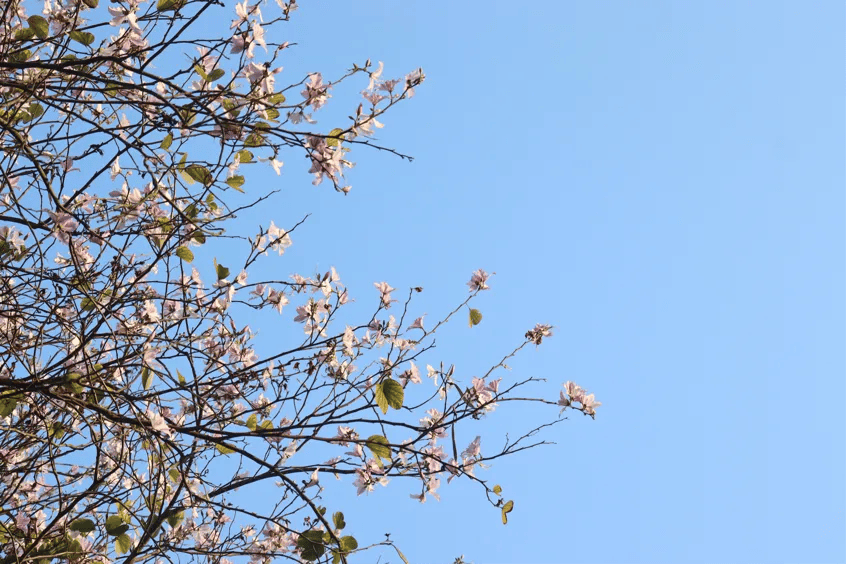 颜值爆表福建高校校花曝光