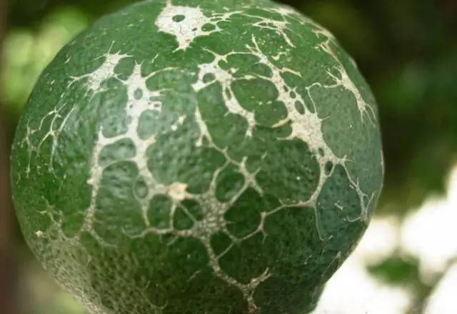 四大病害蜂拥而至如何用药更高效