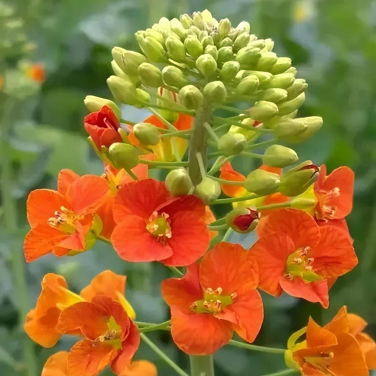 和风荡漾菜花黄郑州赏油菜花指南请收好