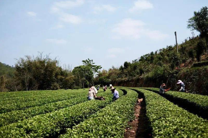 精神文明创建来惠东上春山采春茶
