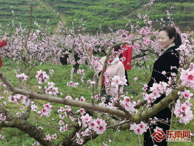 甜美古田迎来桃花节 万亩花海邀您共享春意