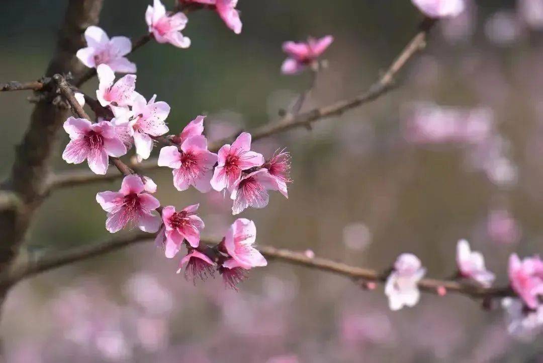 阳春三月,去成都这些地方赏桃花!