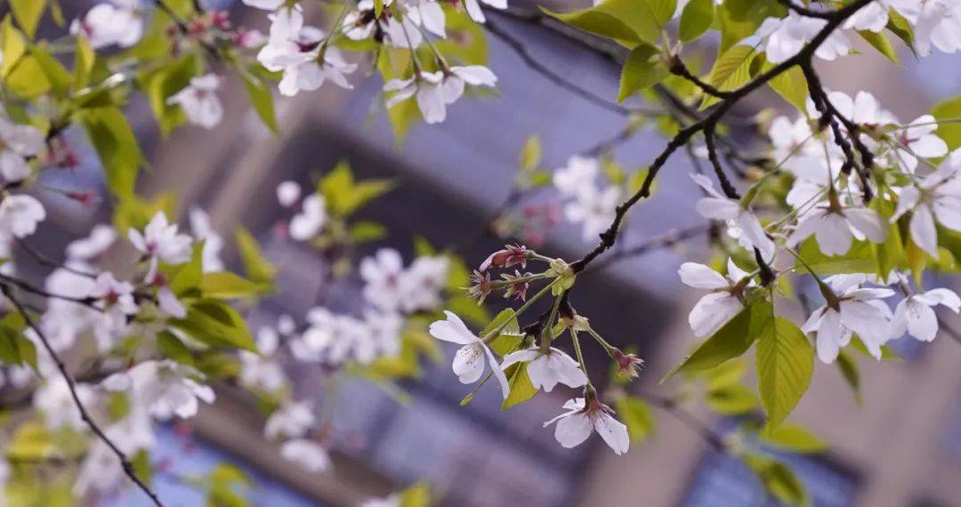 又似云霞漫天海棠色乍一撞入眼帘走进公园足以点亮半个公园数量不算多