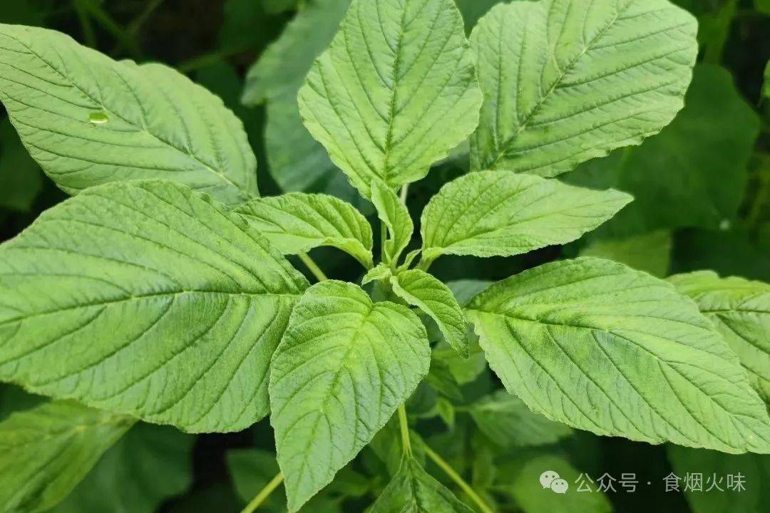 春季踏青挖野菜20种野菜图鉴看看都认识不要收藏好了
