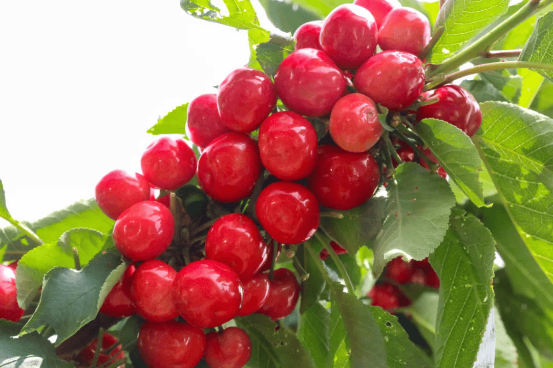 我的家乡我来记录丨这一站,金钟_狮子村_水果_蔬菜