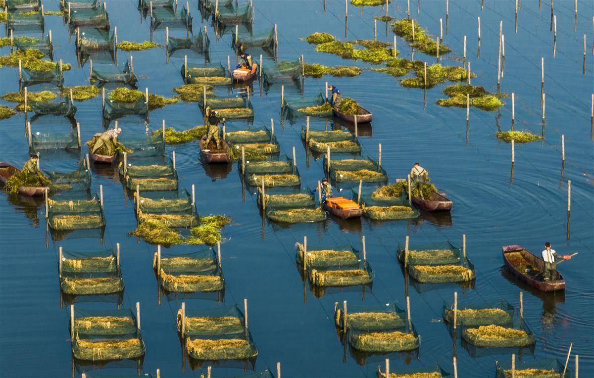 重振全国水产大县荣光武汉江夏水产先锋队服务渔业争先锋