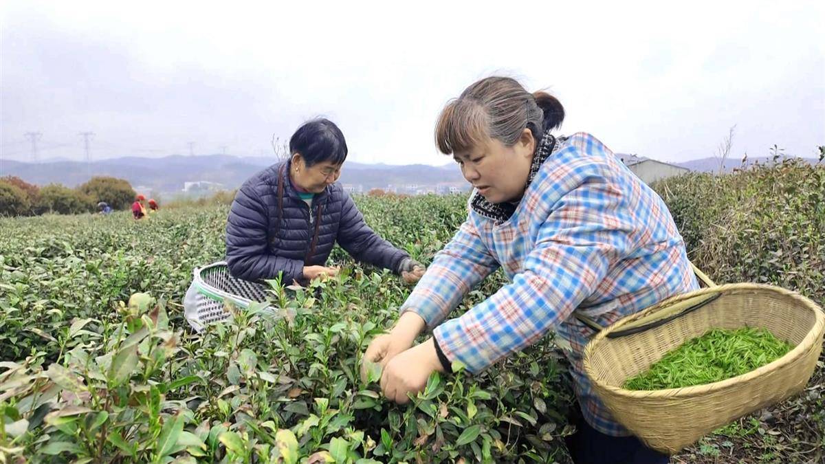 "3月28日,大悟县悟道茶商贸有限公司五四茶园里,公司董事长谈汉波边